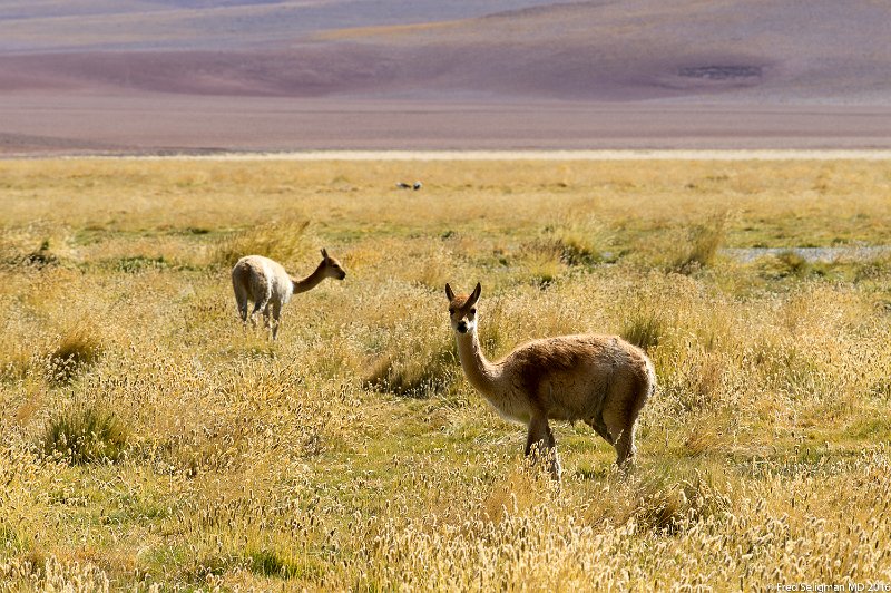 20160331_105050 D4S.jpg - The guanaco is an animal native to the arid, mountainous regions of South America.